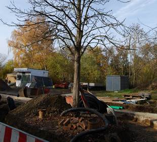 Ein Bild, das draußen, Himmel, Zweig, Baum enthält.
KI-generierte Inhalte können fehlerhaft sein.